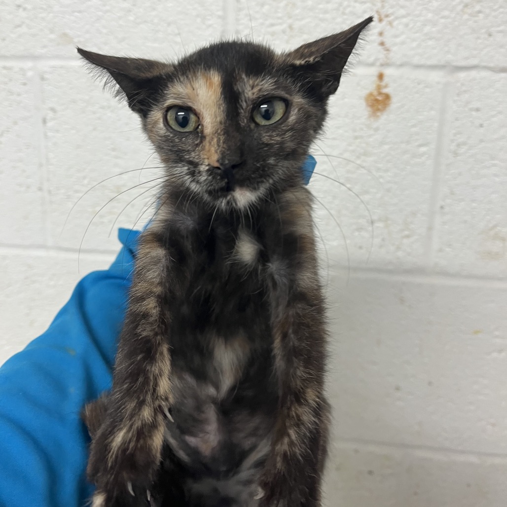 PVAS-STRAY-246239 - Domestic Shorthair available for adoption