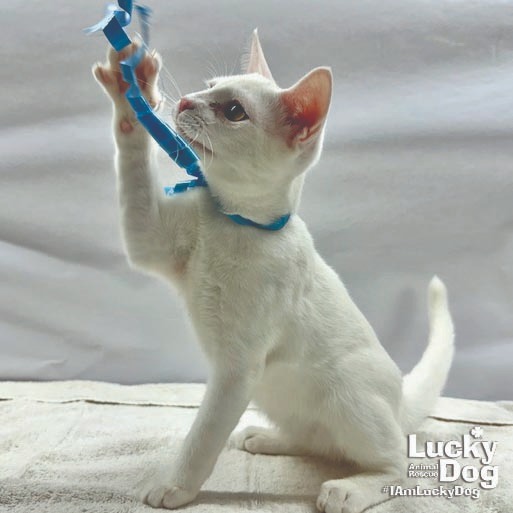 THEODORE - Domestic Shorthair available for adoption