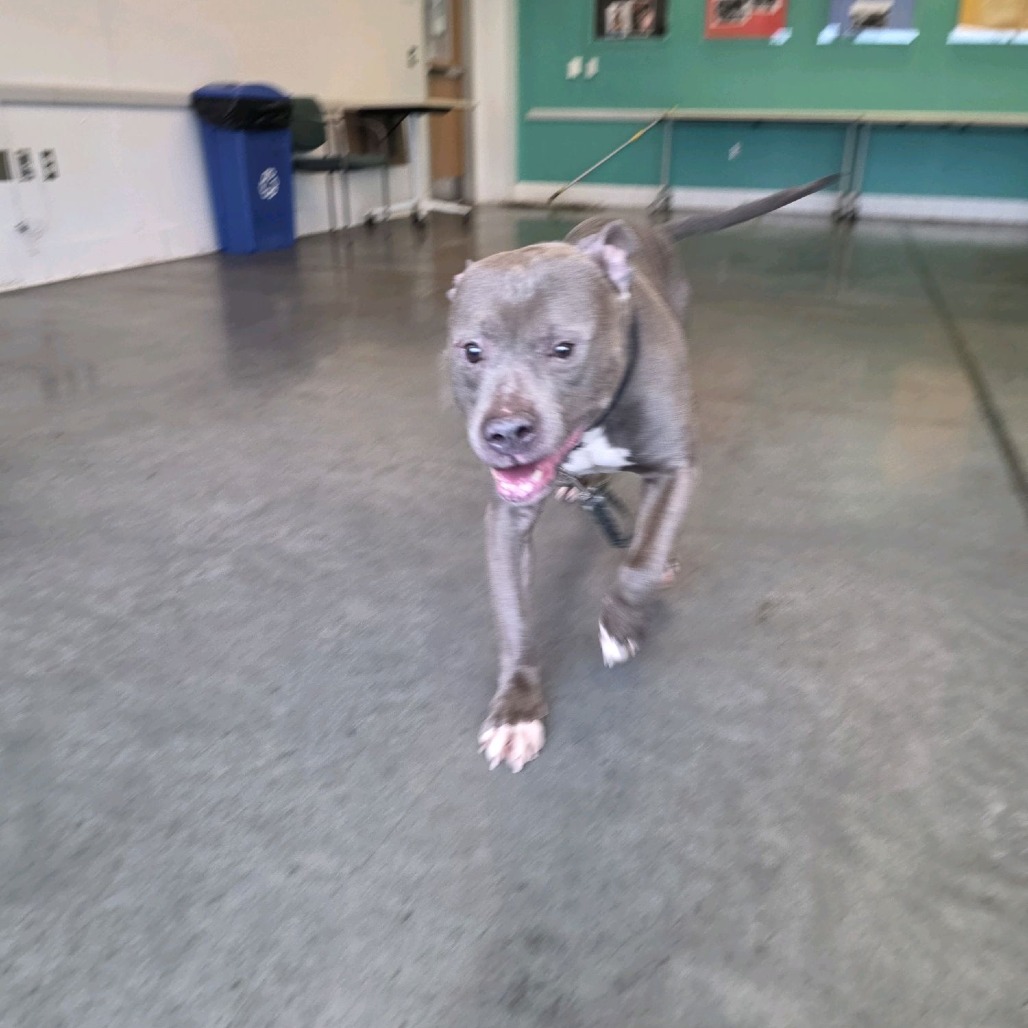 Photo of Blueberry Jam 3