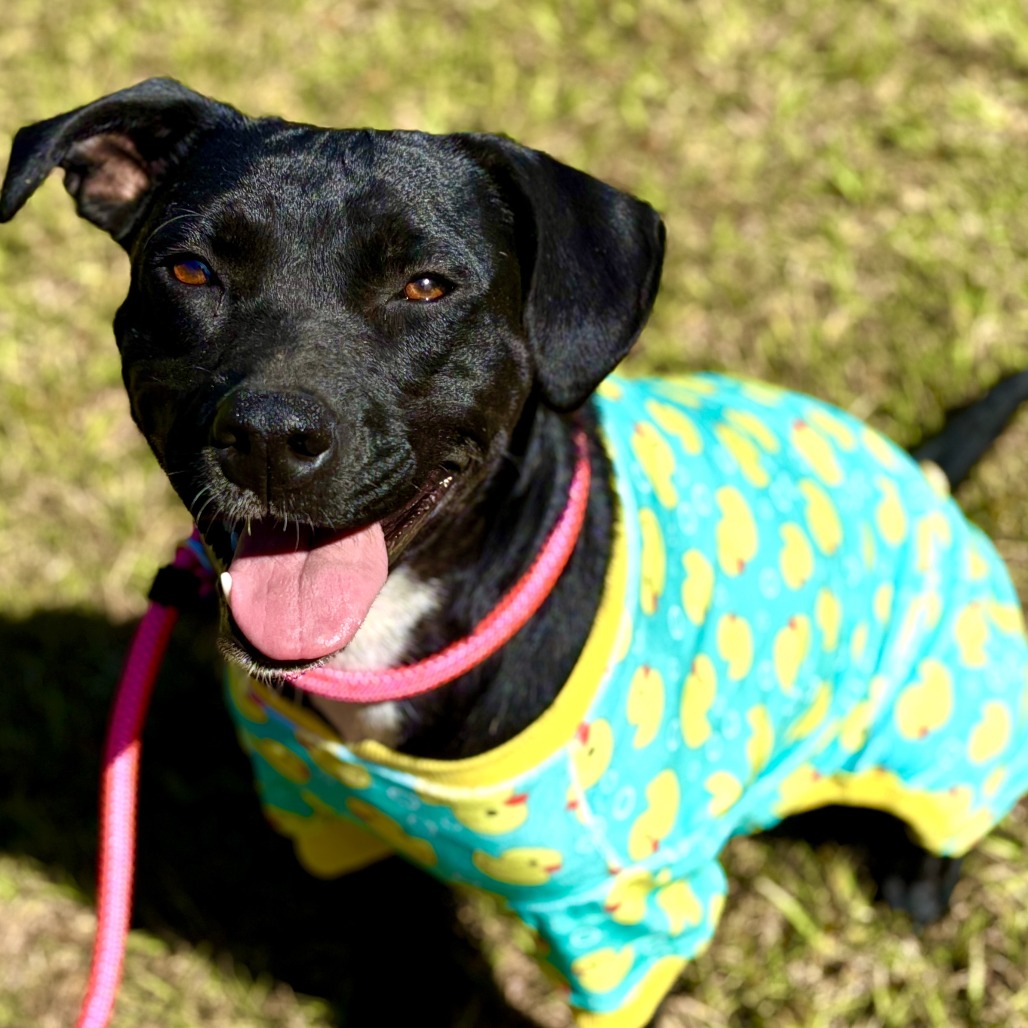 Tia (waiting for 1 1/2 years), photo 17