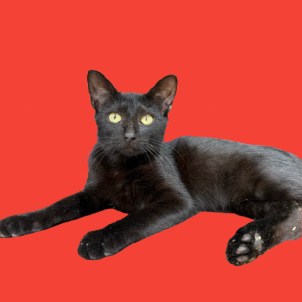 Tusc Stray 81847