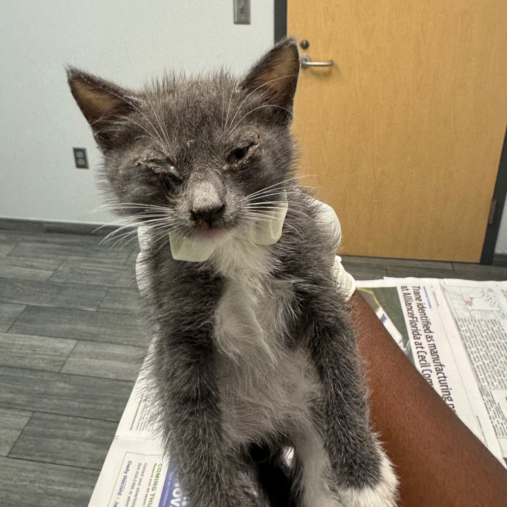 BOB JEFF - Domestic Shorthair available for adoption