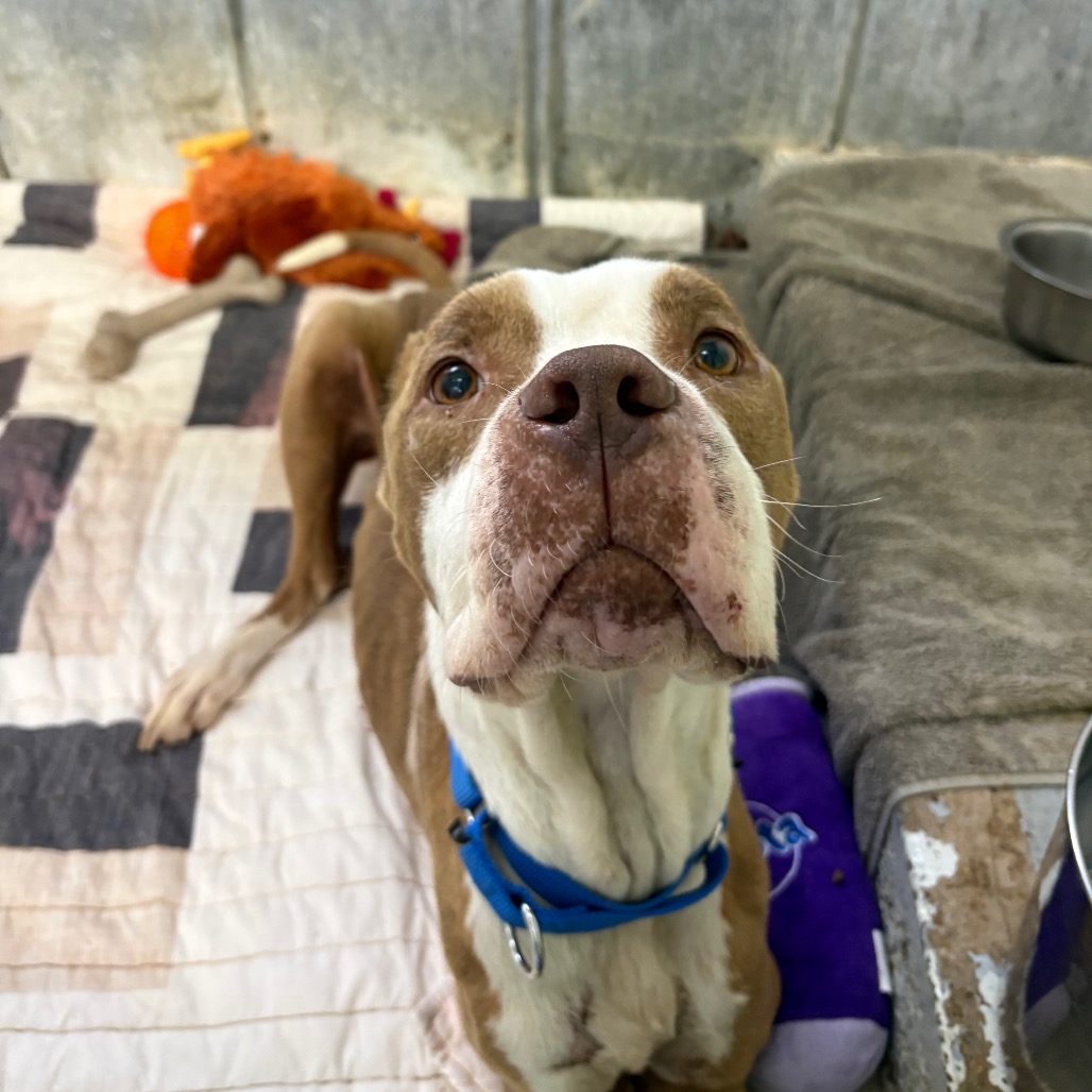 Balboa — thumbnail 7