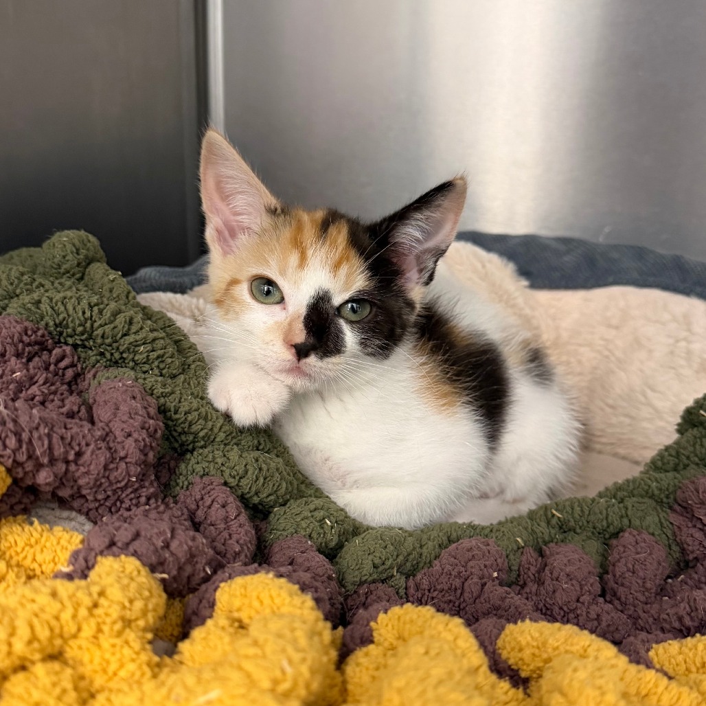 OUTLAST - Domestic Shorthair available for adoption