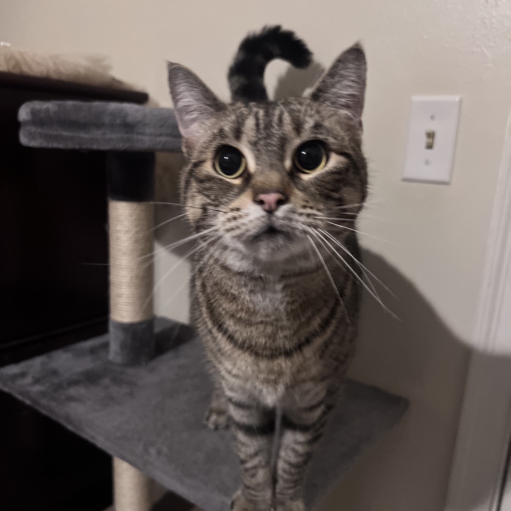 MARTINA - Domestic Shorthair available for adoption