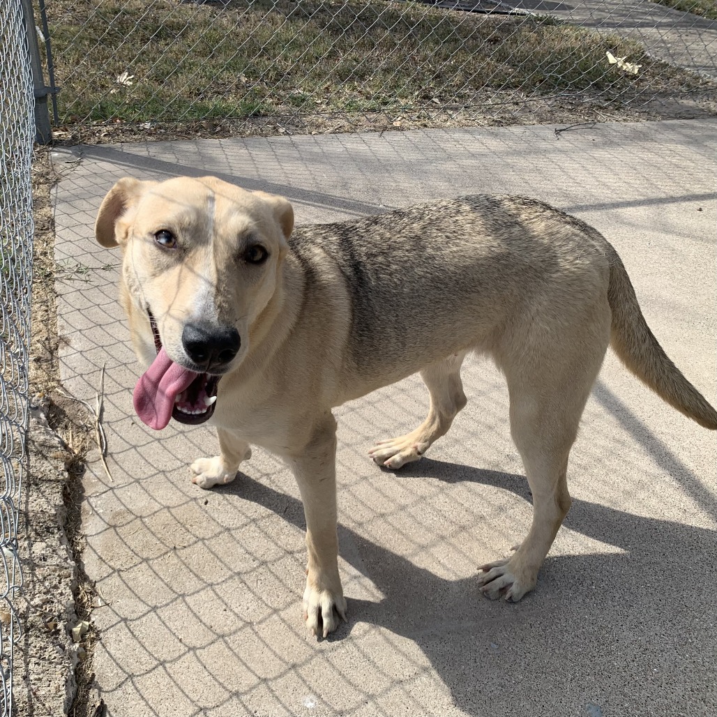 Penny, available for adoption at PVAS