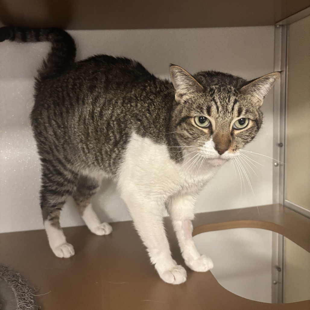 CHIARA - Domestic Shorthair available for adoption