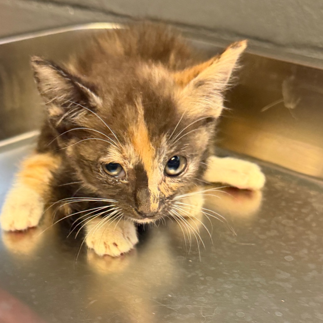 Tusc Stray 84887 2 3