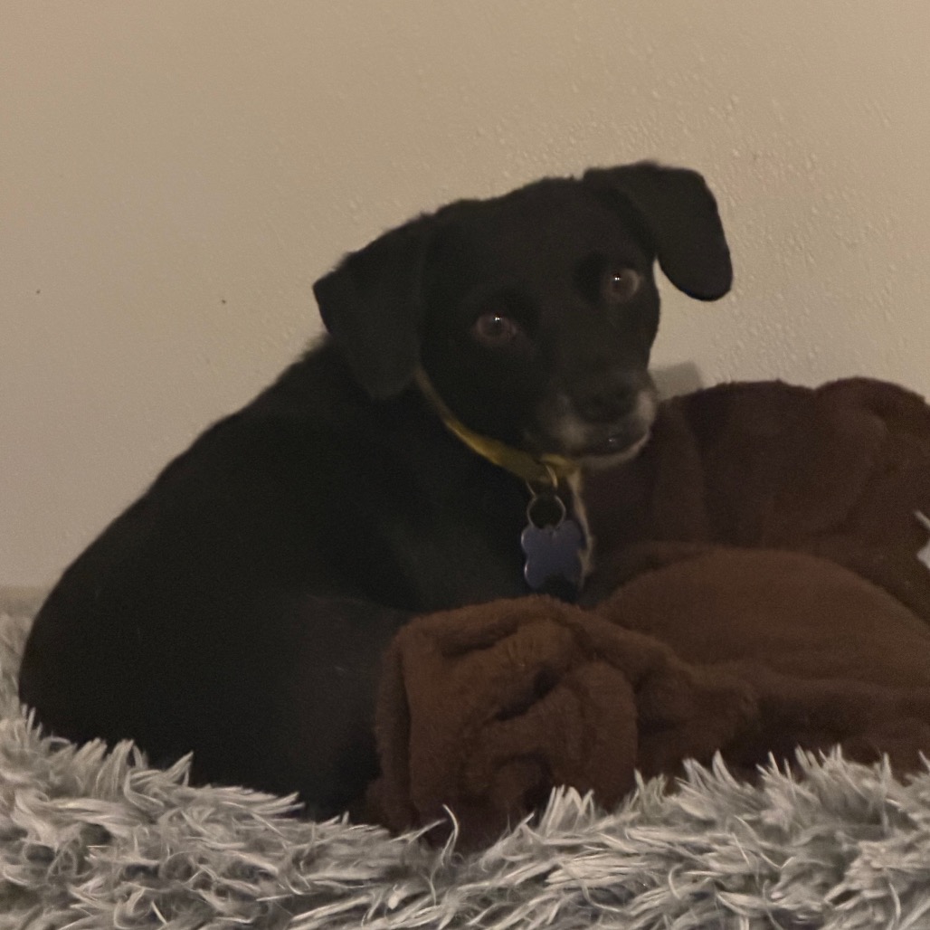 Star (bonded with Twinkle) - Costa Mesa Location, photo 23