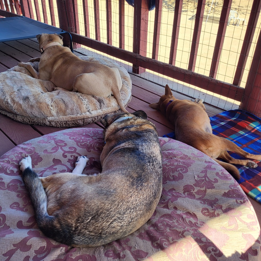 Nutmeg, photo 14
