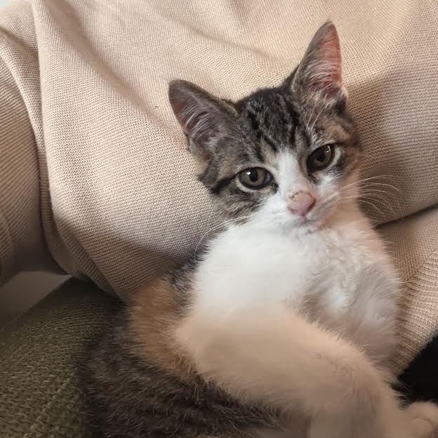 OAKLEY-AT PETSMART MADISON EAST - Domestic Shorthair available for adoption