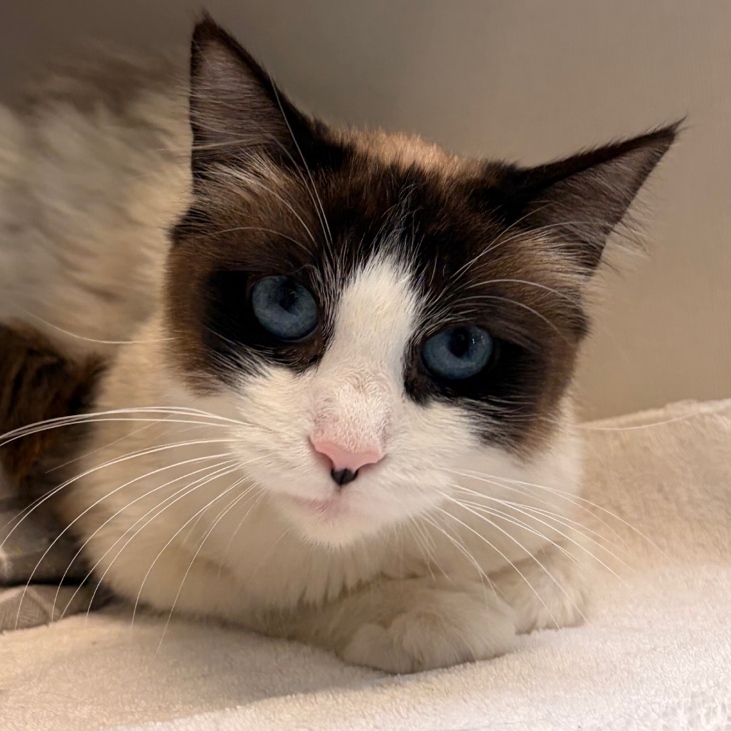 Skye - Domestic Shorthair