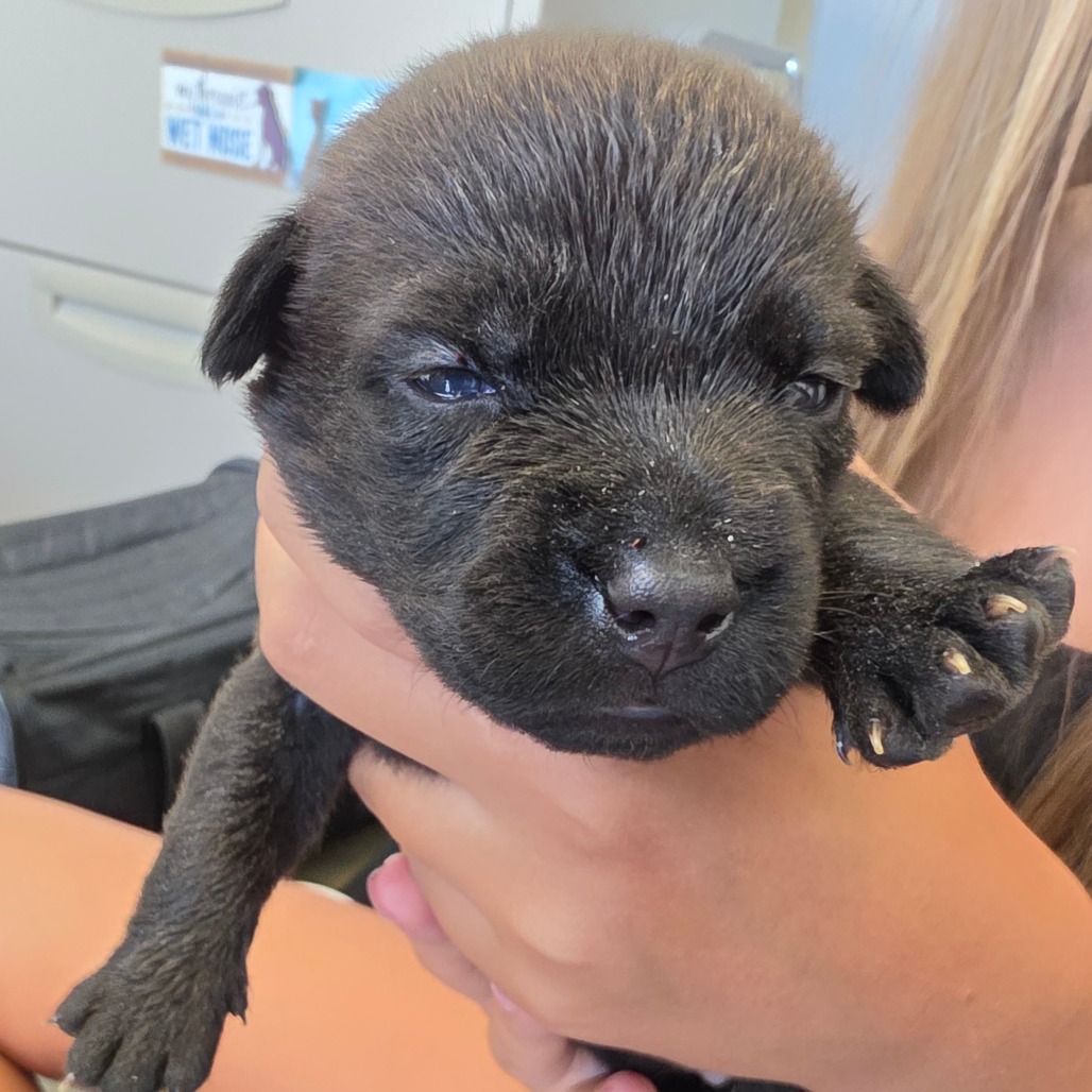 Candace