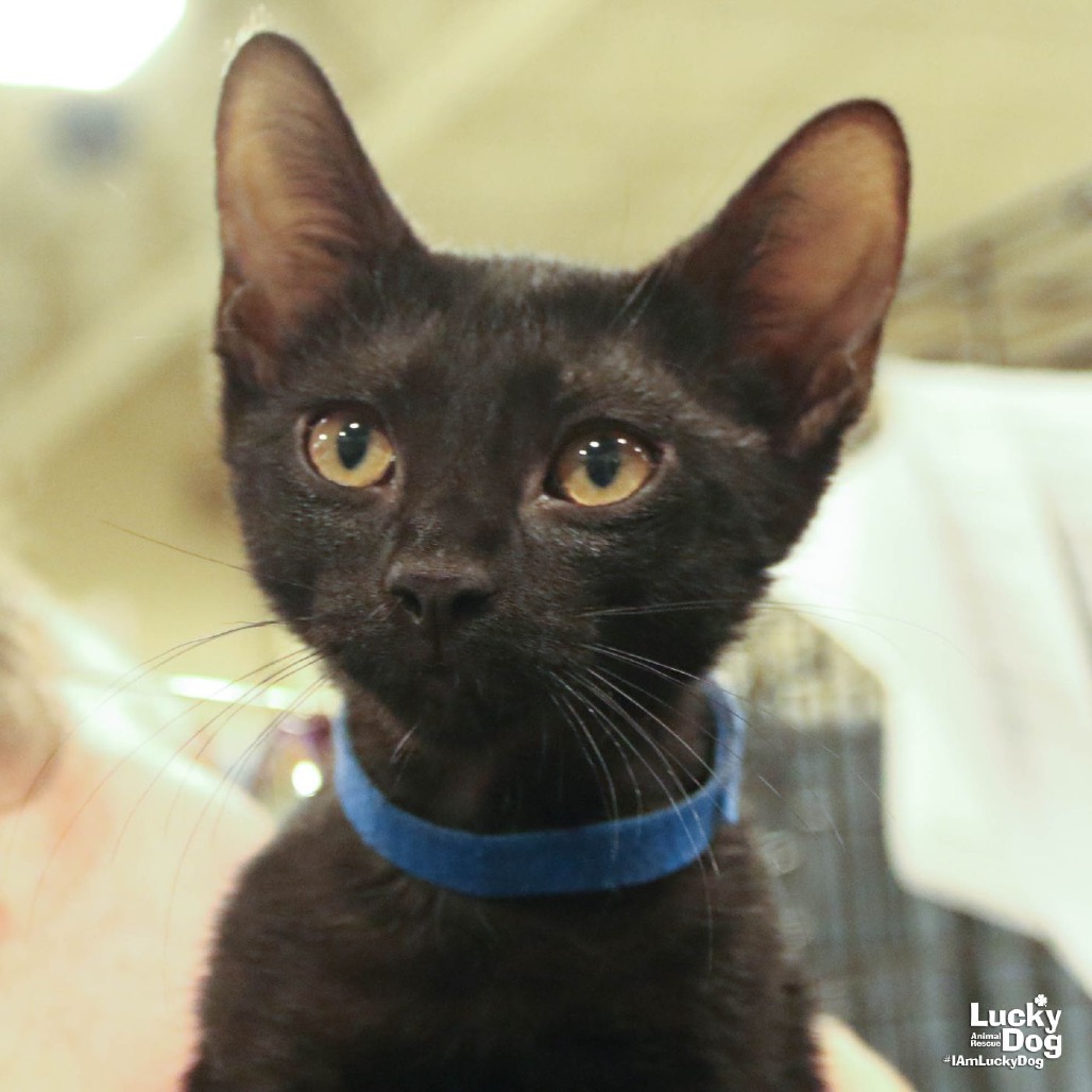 COAL - Domestic Shorthair available for adoption