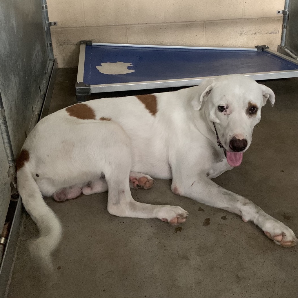 P TERRY - Retriever / Mix available for adoption