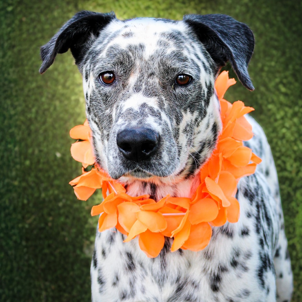 Duke, an adoptable dog at SPCA-BC