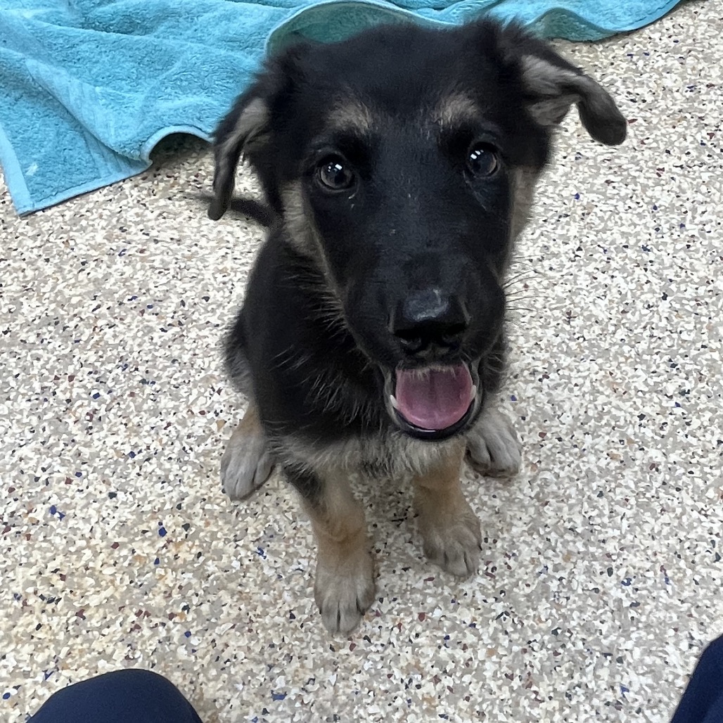 BAMBI - Shepherd available for adoption