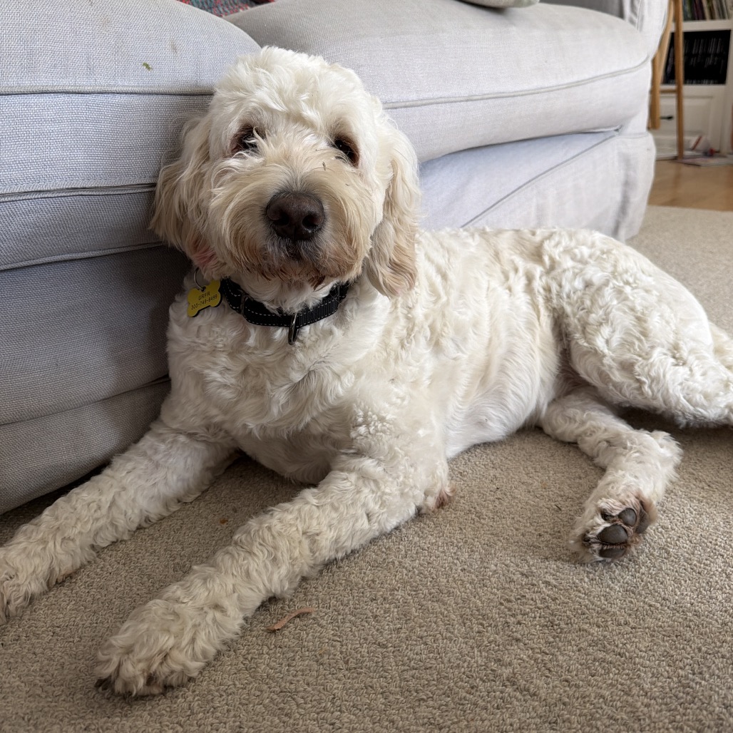 Maizee, Mixed Breed (Large)/Retriever, Golden