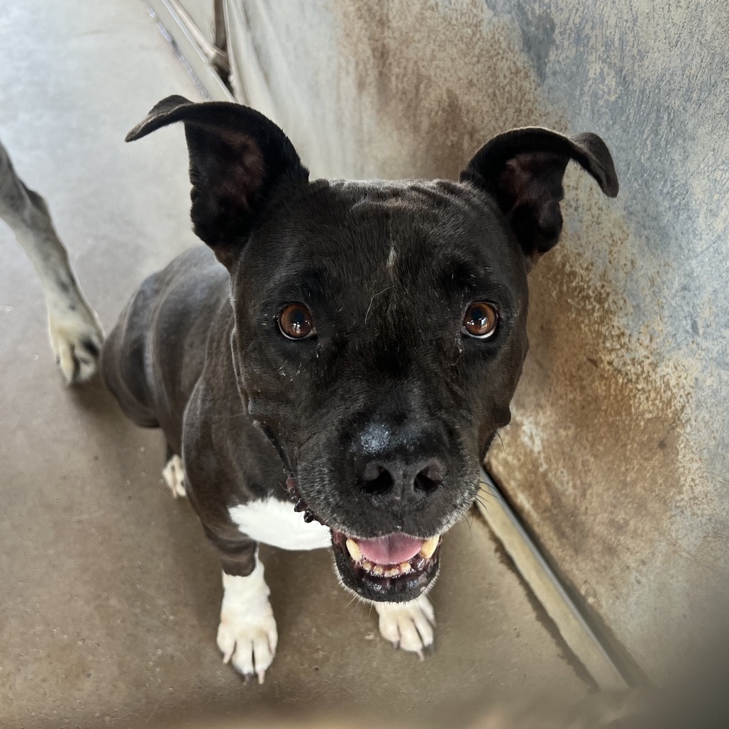 SOOKIE - Terrier, American Pit Bull / Mix available for adoption