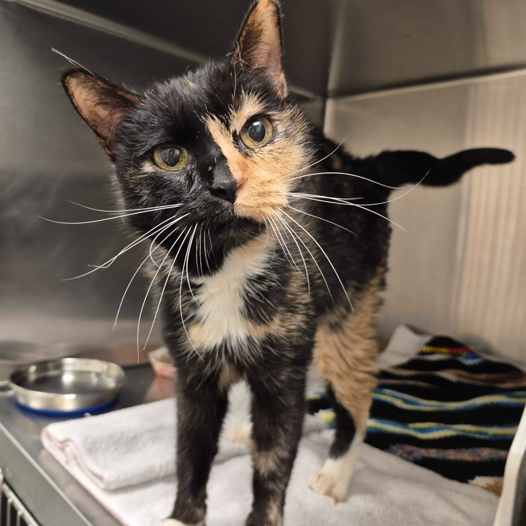 SARABI - Domestic Medium Hair for adoption in Edinburg