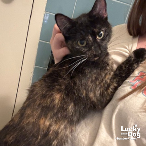 RAIN - Domestic Shorthair available for adoption