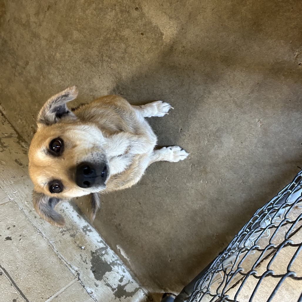 ROCKY - Shepherd / Mixed Breed (Medium) for adoption in Chattanooga