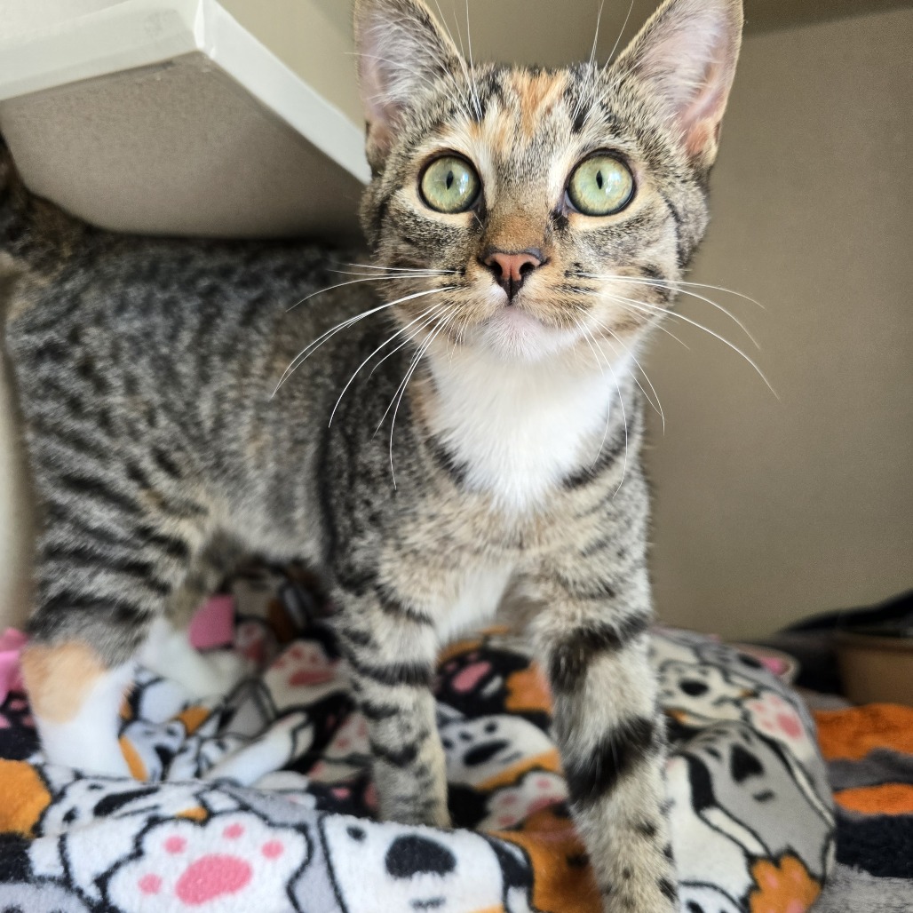Rosie - Domestic Shorthair