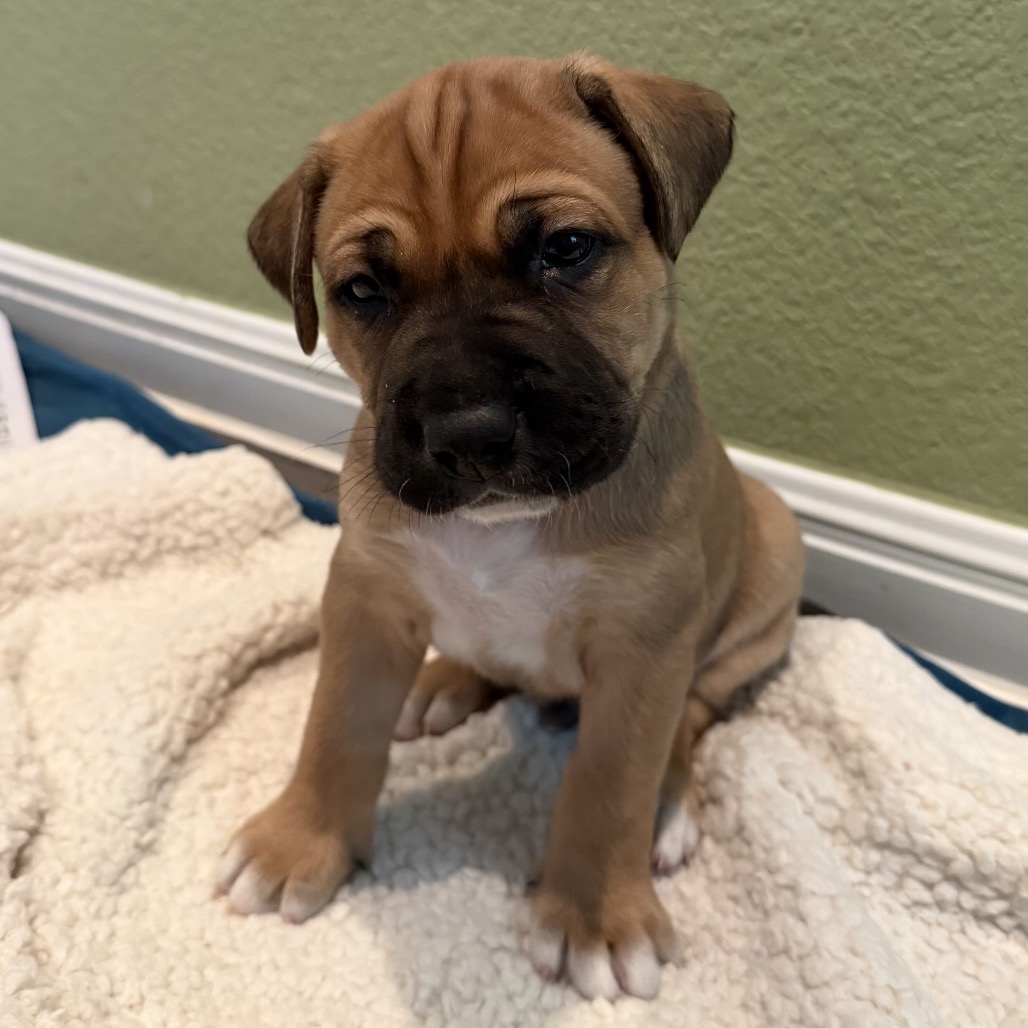 Woodstock — thumbnail 3