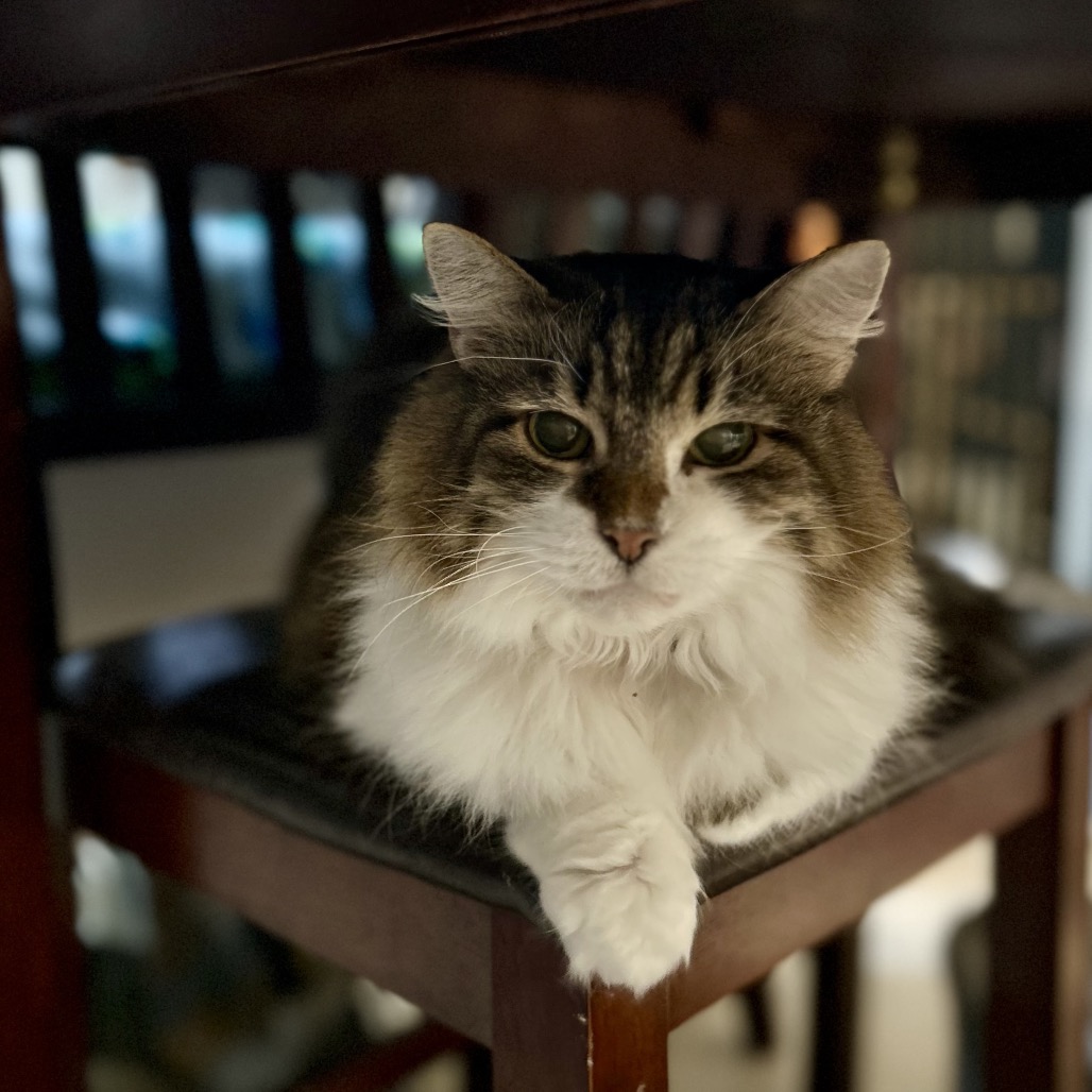 Bella, photo 6