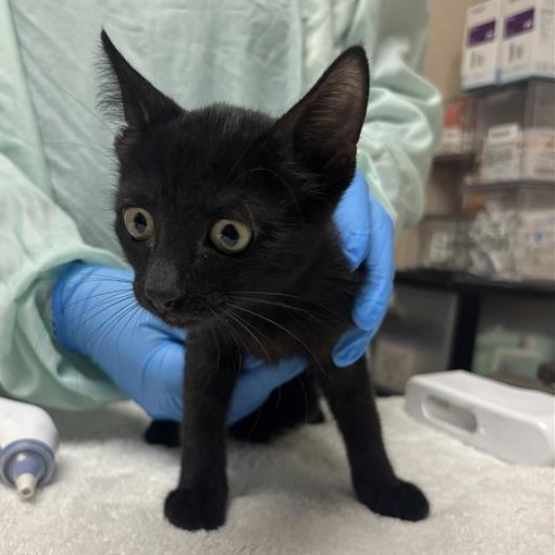 JET - Domestic Shorthair available for adoption