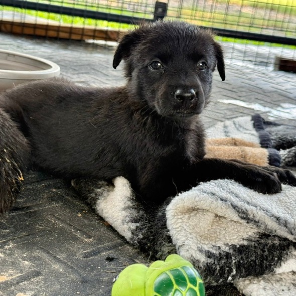ARIANA - Collie, Border / Shepherd available for adoption