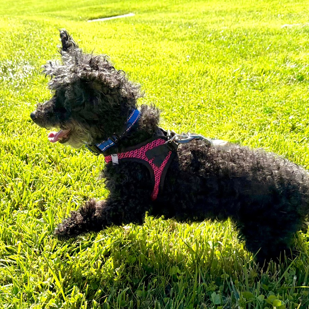 Willow (Whoopie), photo 26