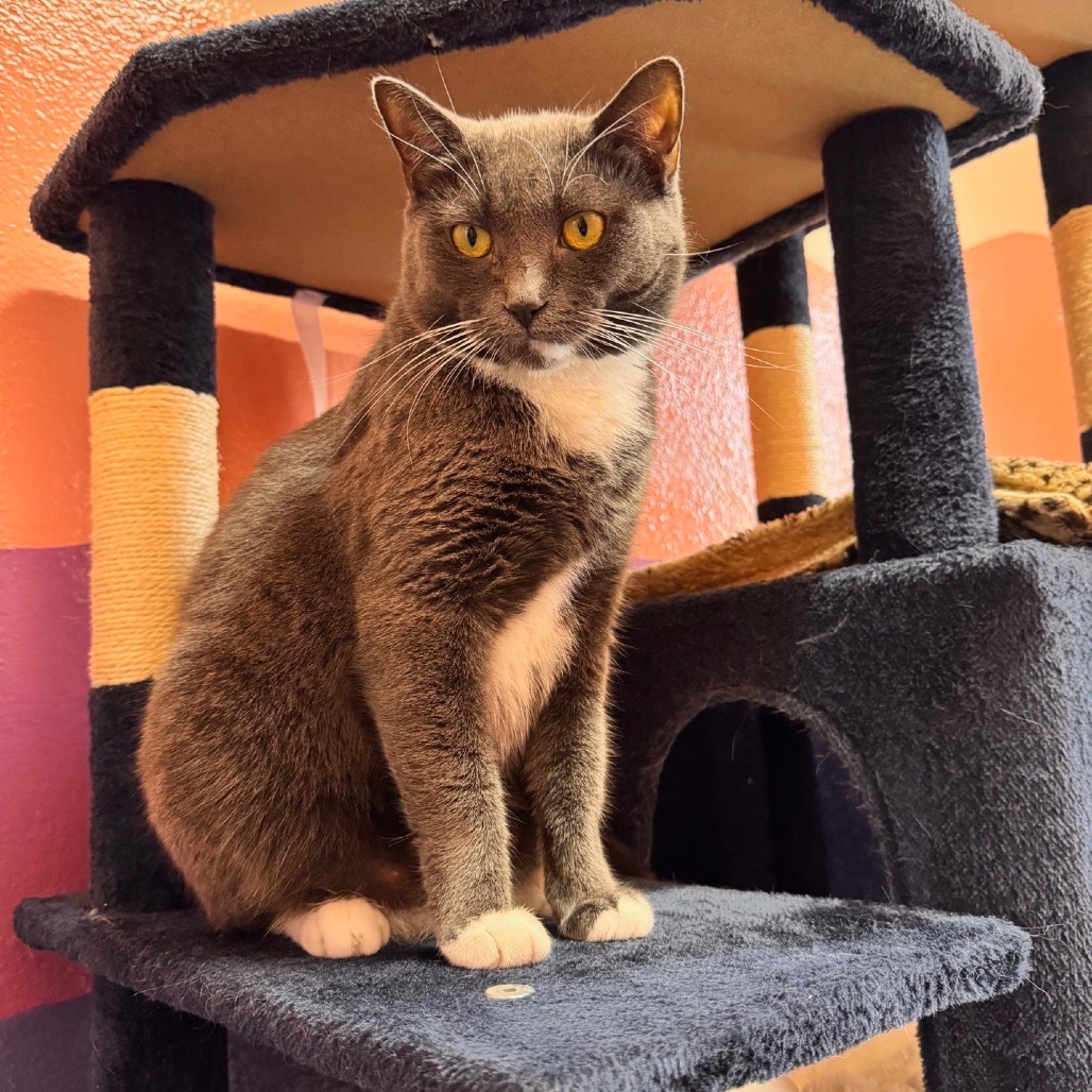 Image of Jiggly Caliente looking at the camera