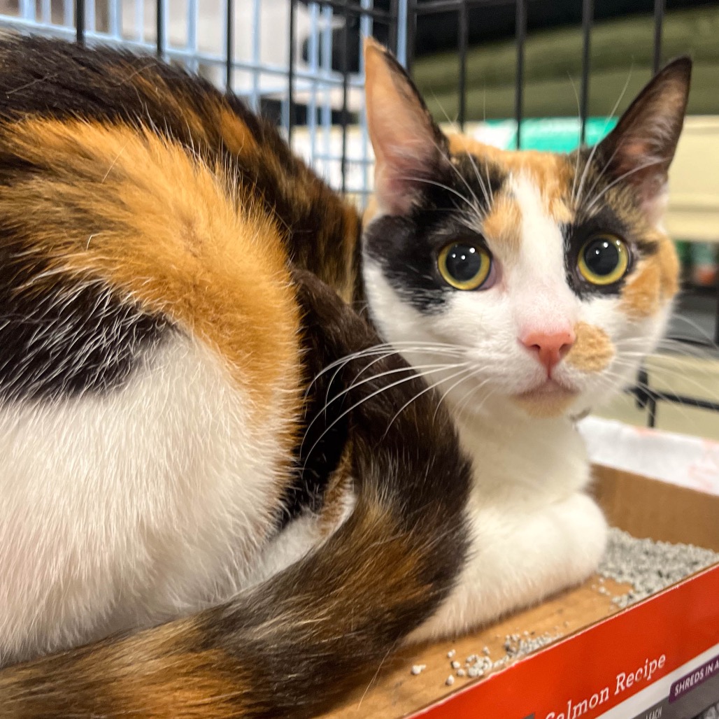 TRIPIE - Domestic Shorthair available for adoption
