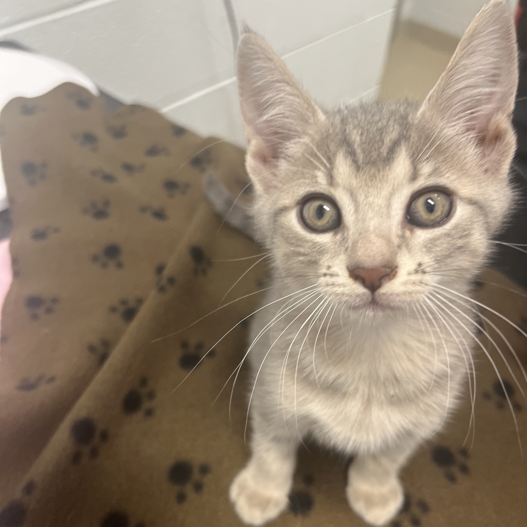TARO - American Shorthair available for adoption