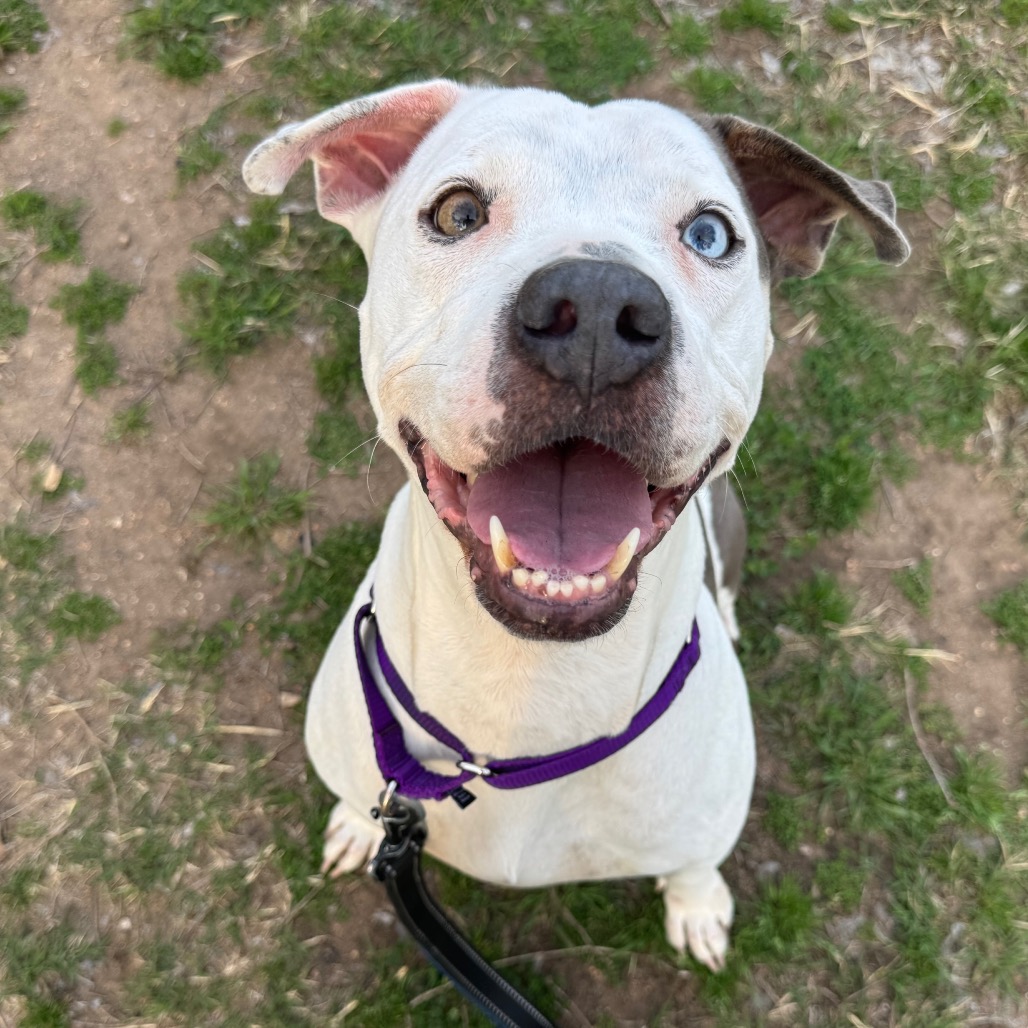 Bowtie — thumbnail 11