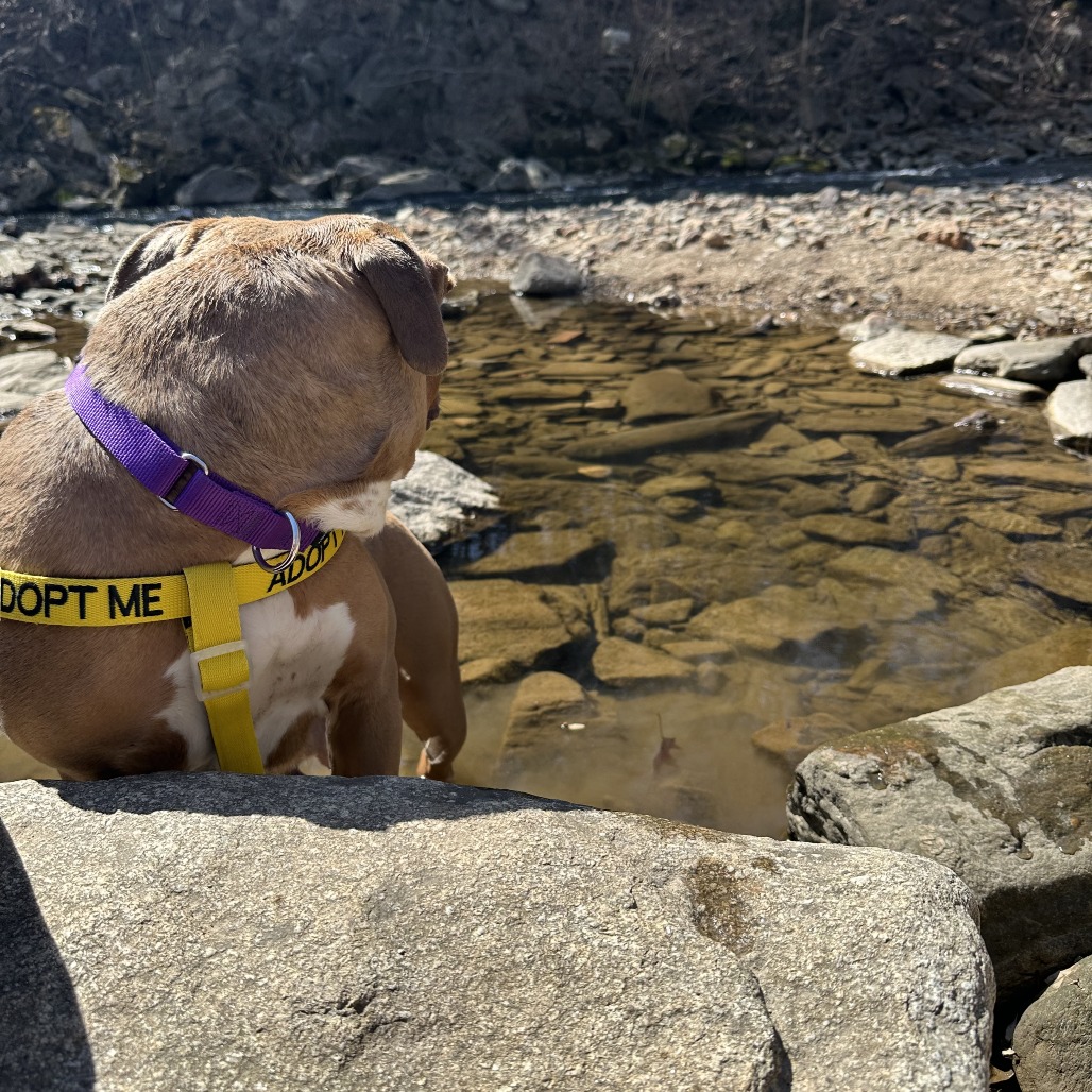 Marsadie — thumbnail 5