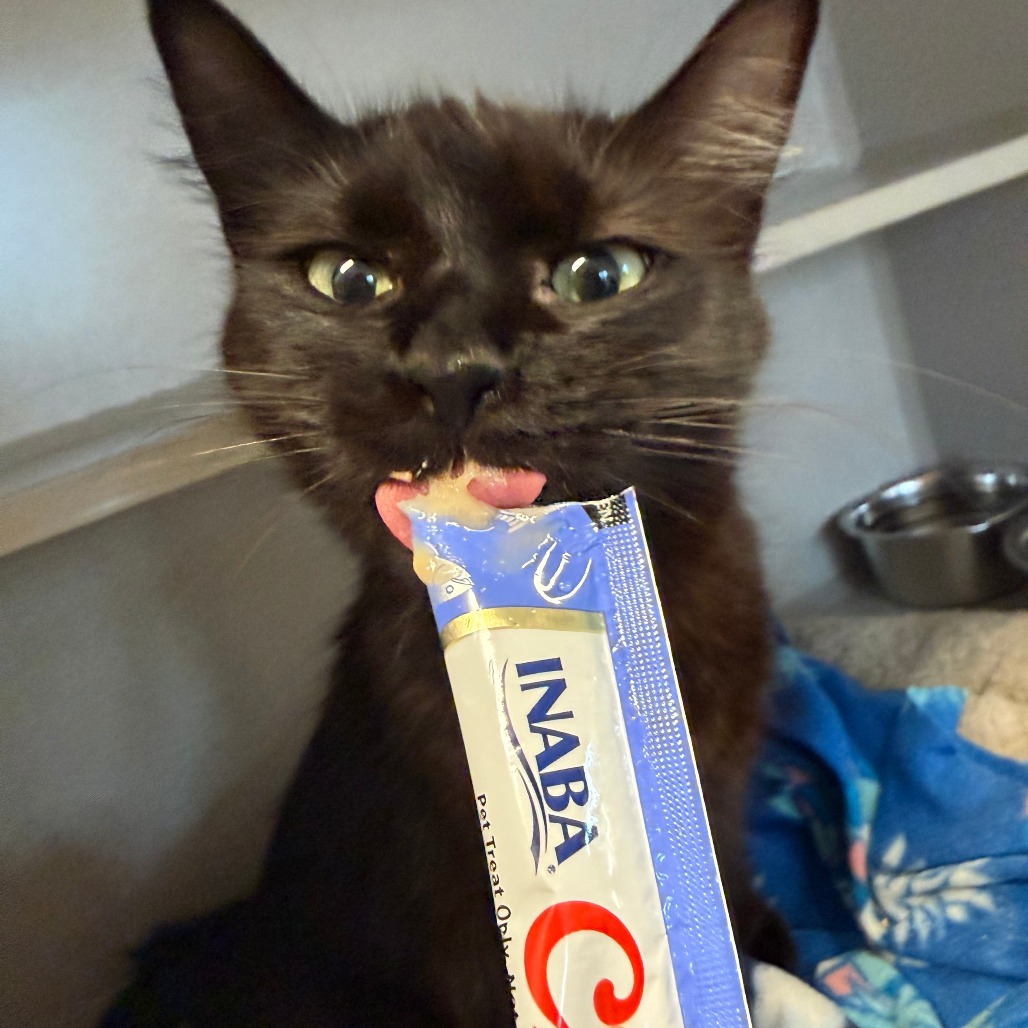 MORGANA - Domestic Medium Hair available for adoption