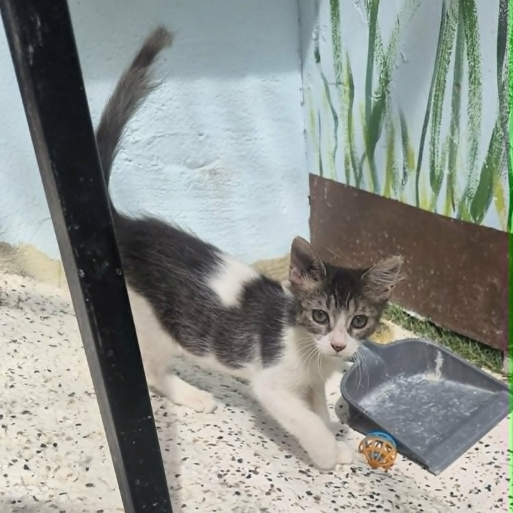 ORION - Domestic Medium Hair for adoption in Las Cruces