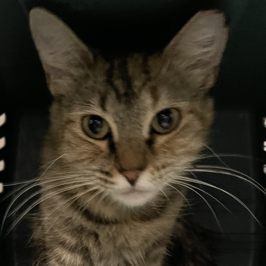 CHARLOTTE - Domestic Shorthair / Mix for adoption in Hattiesburg