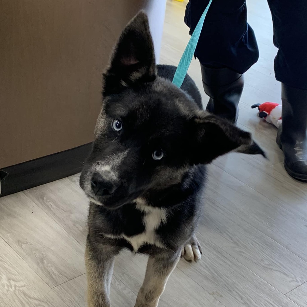 ROCKY TOP - Husky / Shepherd, German available for adoption