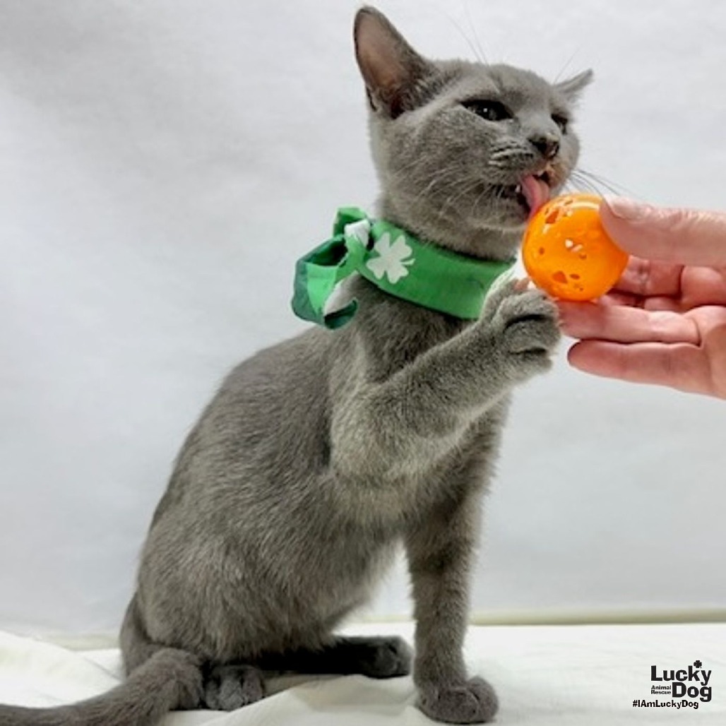 JONNY - Domestic Shorthair available for adoption