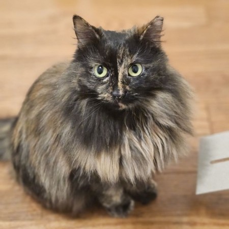 Brioche (and Baguette)