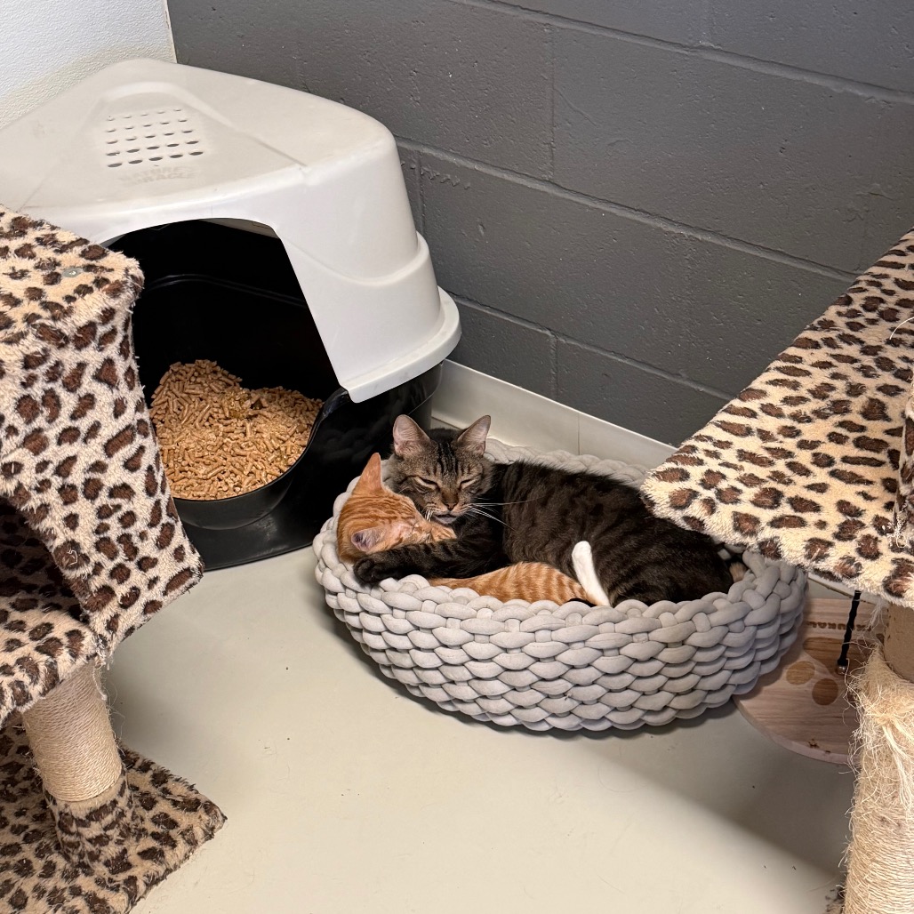 Dakota * Bonded with Atlas * Costa Mesa Location, photo 23