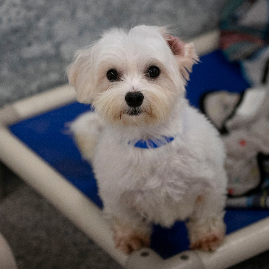 OLIVER (S26-143) - Coton De Tulear available for adoption