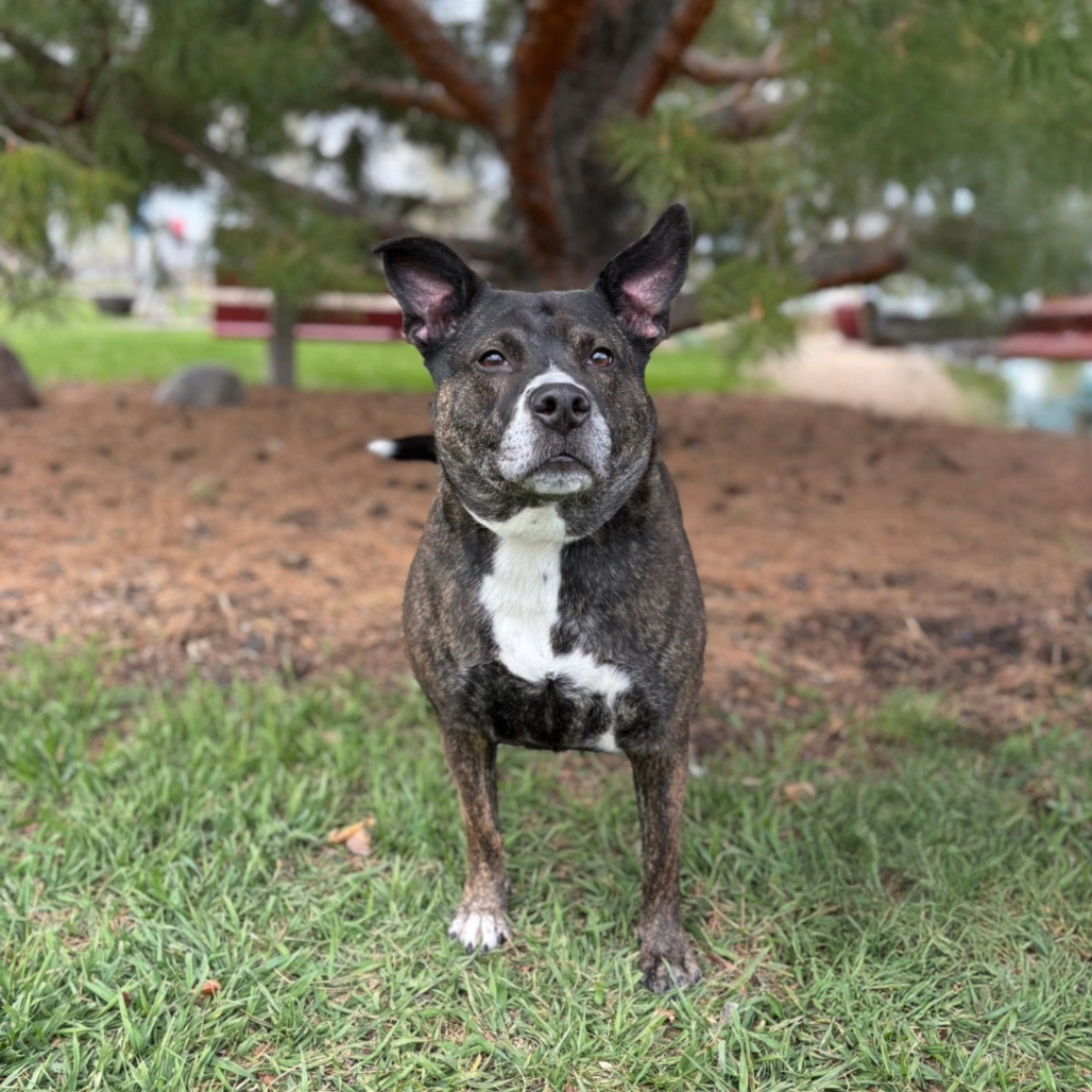 Baby Girl--In Foster, photo 2