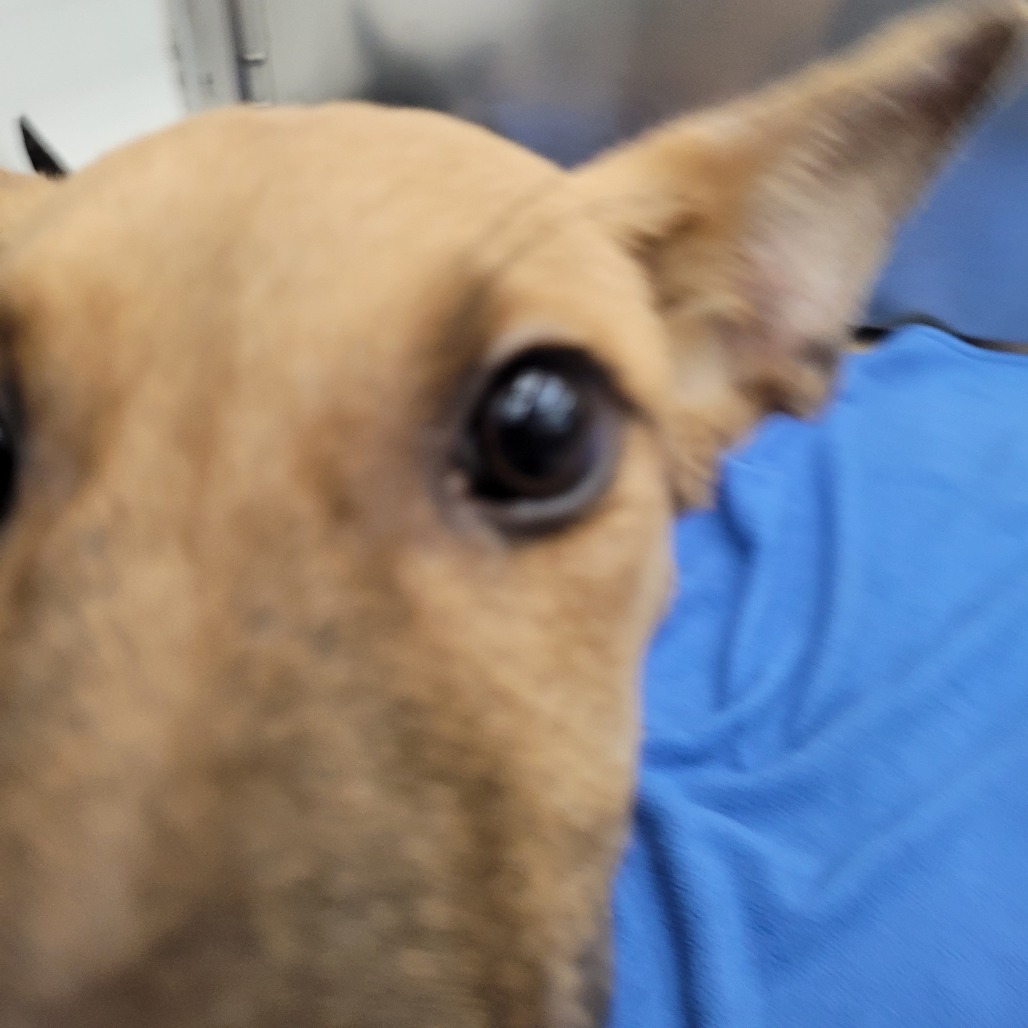 Apollo photo 5