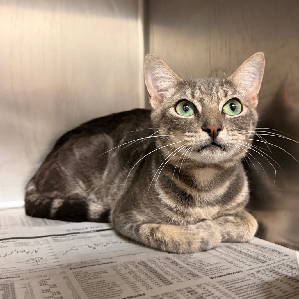 LARRY - Domestic Shorthair available for adoption