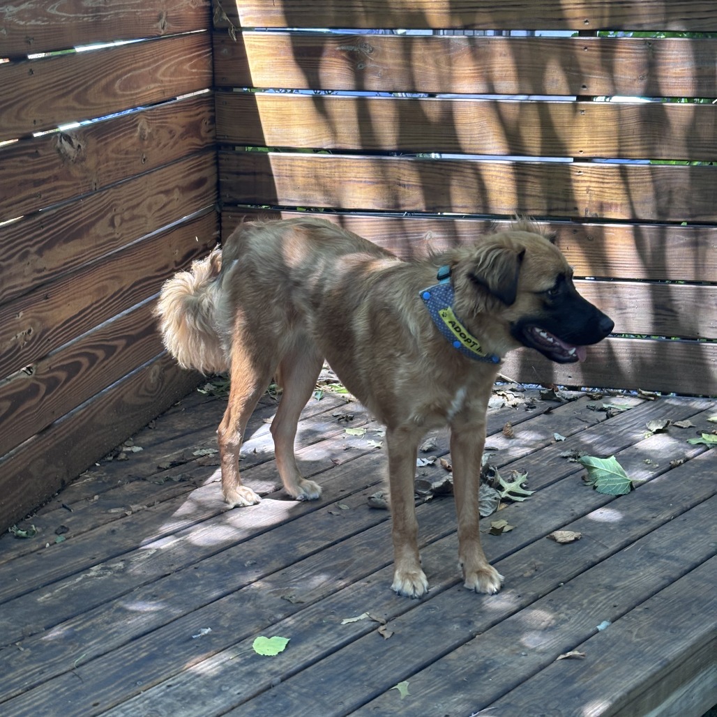 Nashua - FOSTER OR ADOPTER NEEDED
