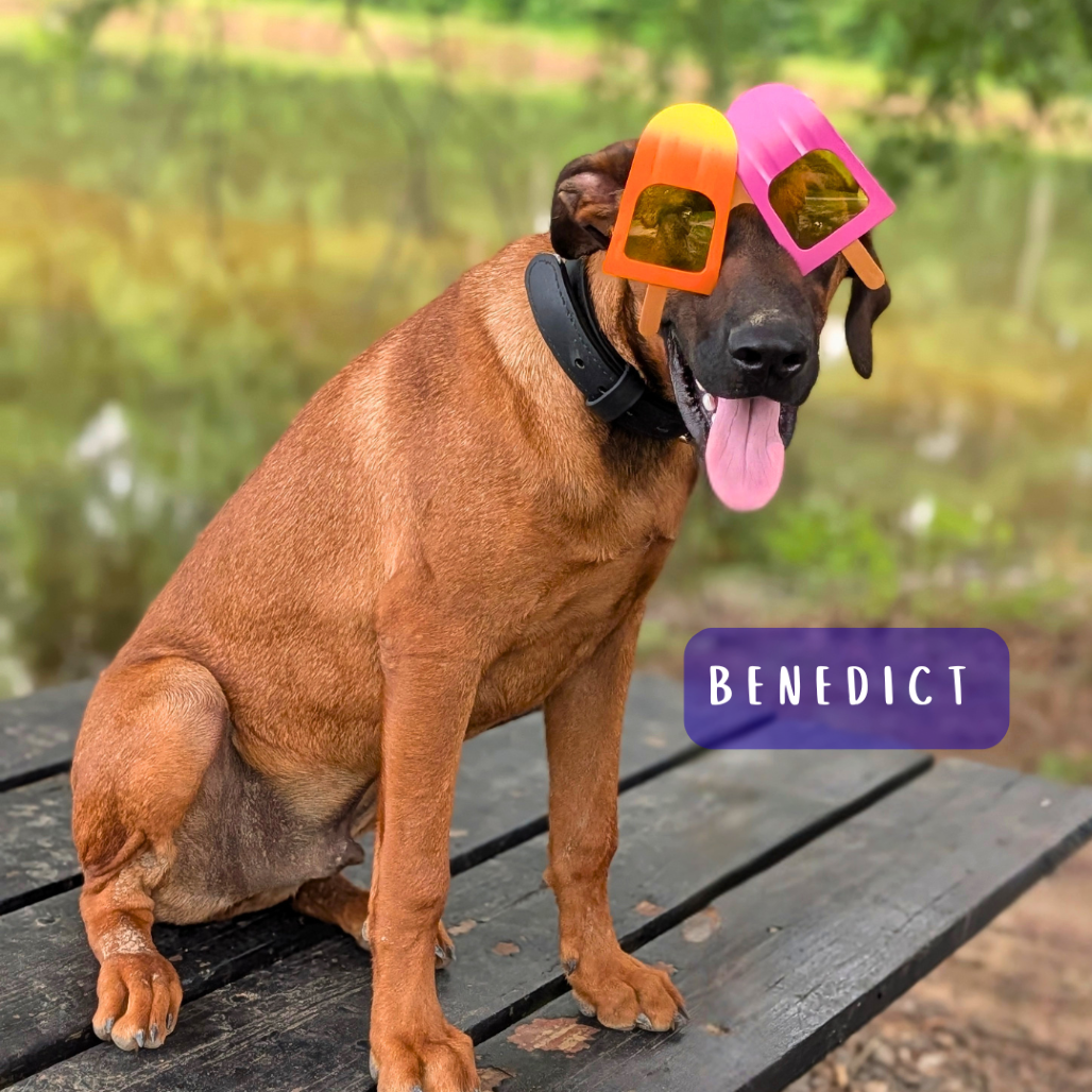 Benedict 03-0803, photo 22